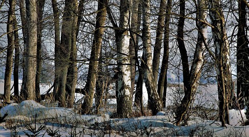 Winterfoto von Czeslaw Gorski-021_reihe-von-birken-im-schnee