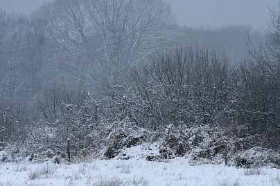 Winterfoto von Czeslaw Gorski-025_schneebedeckter-buesche