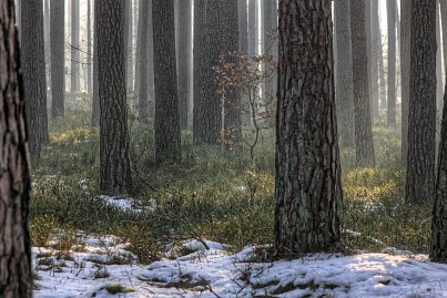 Winterfoto von Czeslaw Gorski-029_schneereste-im-wald