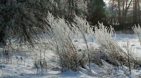 Winterfoto von Czeslaw Gorski-041_winterreif-auf-pflanzen