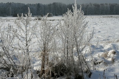 Winterfoto von Czeslaw Gorski-042_winterreif-auf-pflanzen-2