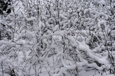 Winterfoto von Czeslaw Gorski-045_zweige-mit-schnee