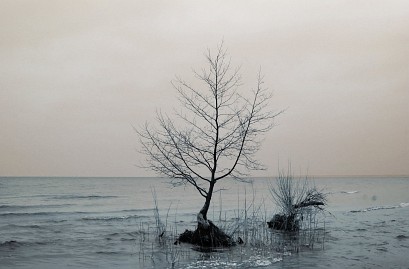 Winterfoto von Czeslaw Gorski-001-baum-im-wintermeer