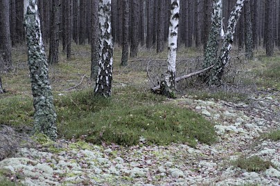 Winterfoto von Czeslaw Gorski-002-birkenwald,-waldboden-mit-schnee-bedeckt