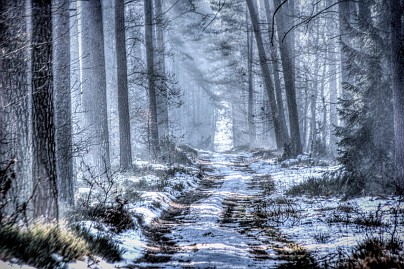 Winterfoto von Czeslaw Gorski-005-ein-nebliger,-frostiger-wald