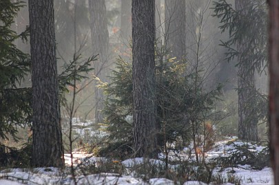 Winterfoto von Czeslaw Gorski-006-ein-nebliger,-frostiger-wald-2