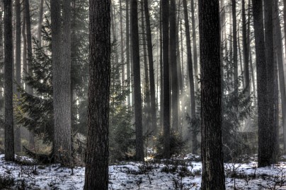 Winterfoto von Czeslaw Gorski-007-ein-nebliger,-frostiger-wald-3