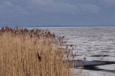 Winterfoto von Czeslaw Gorski-015-gefrorenes-schilf-im-stettiner-haff