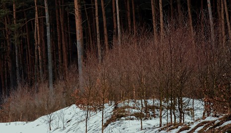 Winterfoto von Czeslaw Gorski-018-junge-birken-im-schnee