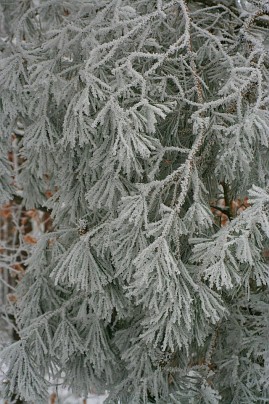 Winterfoto von Czeslaw Gorski-020-mit-raureif-bedecktes-kiefernholz
