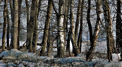 Winterfoto von Czeslaw Gorski-021-reihe-von-birken-im-schnee