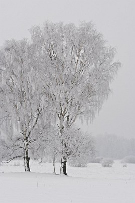 Winterfoto von Czeslaw Gorski-023-schneebedeckte-baeume-auf-der-wiese
