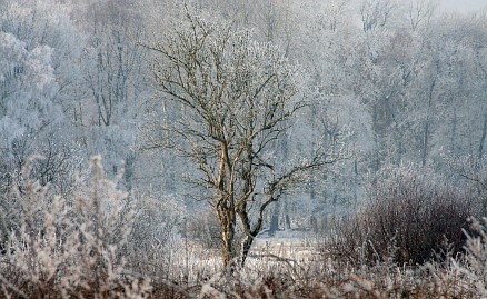 Winterfoto von Czeslaw Gorski-024-schneebedeckte-buesche-und-ein-baum