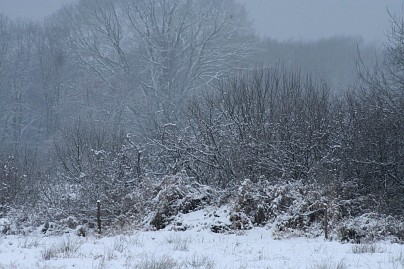 Winterfoto von Czeslaw Gorski-025-schneebedeckter-buesche
