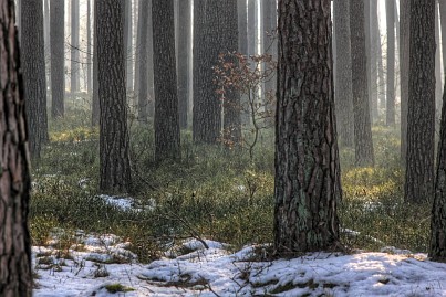 Winterfoto von Czeslaw Gorski-029-schneereste-im-wald