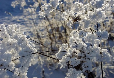 Winterfoto von Czeslaw Gorski-030-sonniger-frostiger-wintertag,-schneebedeckte-zweige