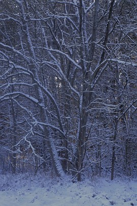Winterfoto von Czeslaw Gorski-031-verschneiter-wald-am-abend