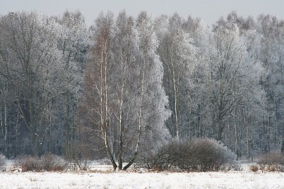 Winterfoto von Czeslaw Gorski-032-verschneite-waldwand