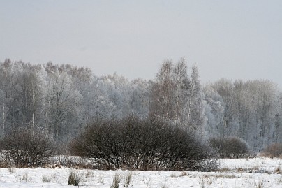 Winterfoto von Czeslaw Gorski-033-verschneite-waldwand-und-buesche