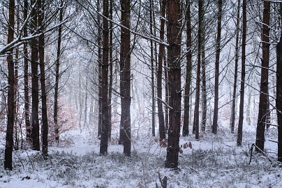 Winterfoto von Czeslaw Gorski-036-winter-im-wald