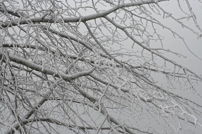 Winterfoto von Czeslaw Gorski-038-winterreif-an-den-zweigen