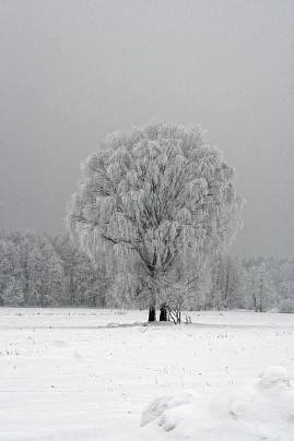 Winterfoto von Czeslaw Gorski-039-winterreif-auf-aesten-im-feld