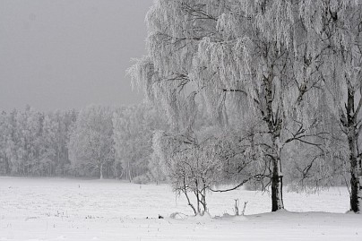 Winterfoto von Czeslaw Gorski-040-winterreif-auf-aesten-im-feld-2