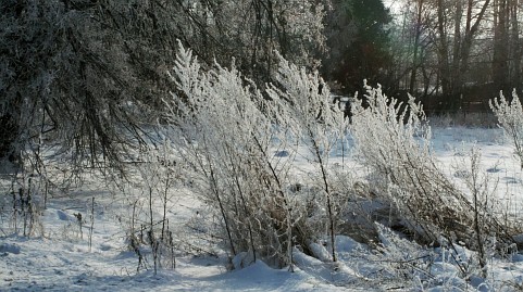 Winterfoto von Czeslaw Gorski-041-winterreif-auf-pflanzen