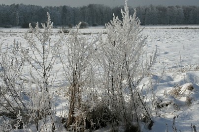 Winterfoto von Czeslaw Gorski-042-winterreif-auf-pflanzen-2