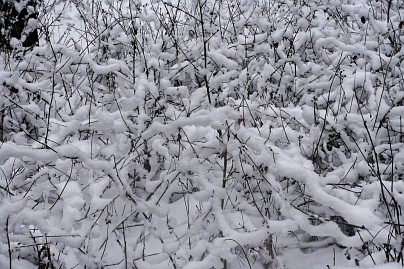 Winterfoto von Czeslaw Gorski-045-zweige-mit-schnee